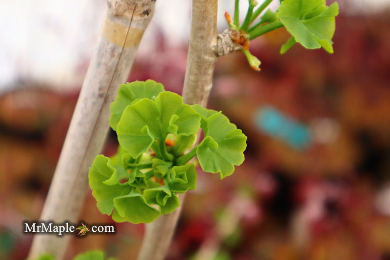 - Ginkgo biloba 'Thelma' Male Ginkgo Tree - Mr Maple │ Buy Japanese Maple Trees
