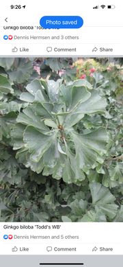 - Ginkgo biloba 'Todd's Dwarf' Male Ginkgo Tree - Mr Maple │ Buy Japanese Maple Trees