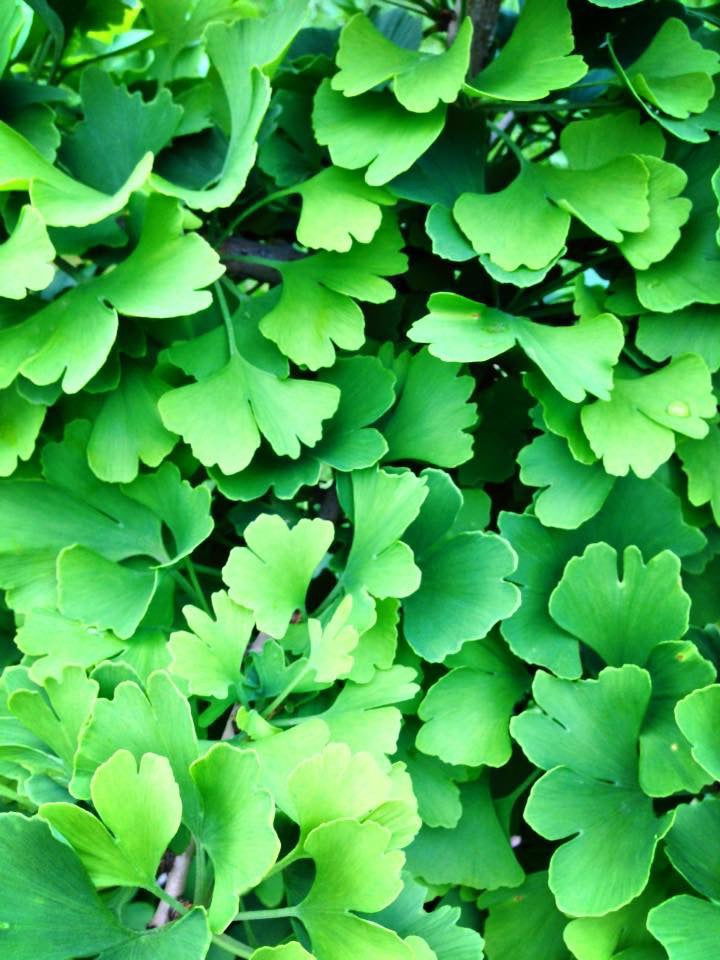 - Ginkgo biloba 'Todd's Dwarf' Male Ginkgo Tree - Mr Maple │ Buy Japanese Maple Trees
