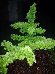 - Ginkgo biloba 'Todd's Dwarf' Male Ginkgo Tree - Mr Maple │ Buy Japanese Maple Trees