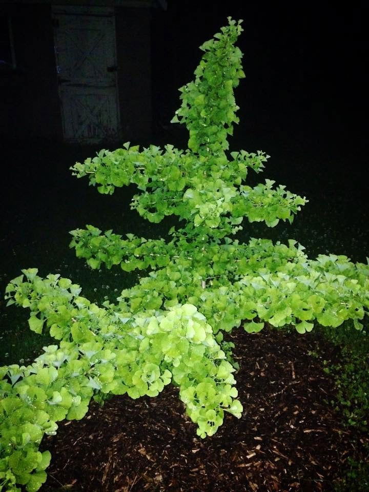 - Ginkgo biloba 'Todd's Dwarf' Male Ginkgo Tree - Mr Maple │ Buy Japanese Maple Trees