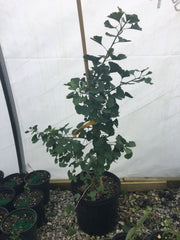 - Ginkgo biloba 'Todd's Dwarf' Male Ginkgo Tree - Mr Maple │ Buy Japanese Maple Trees