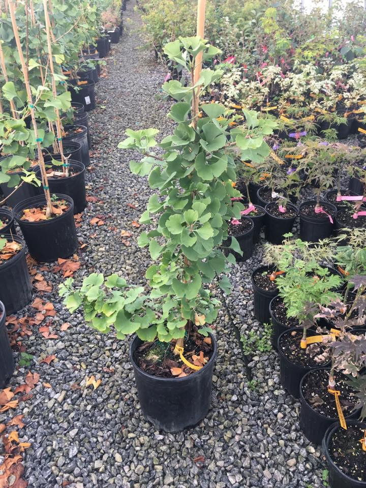 - Ginkgo biloba 'Todd's Dwarf' Male Ginkgo Tree - Mr Maple │ Buy Japanese Maple Trees