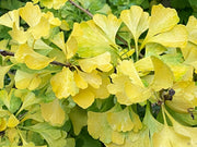 - Ginkgo biloba 'Todd's Dwarf' Male Ginkgo Tree - Mr Maple │ Buy Japanese Maple Trees