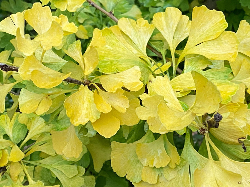 - Ginkgo biloba 'Todd's Dwarf' Male Ginkgo Tree - Mr Maple │ Buy Japanese Maple Trees