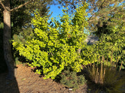 - Ginkgo biloba 'Todd's Dwarf' Male Ginkgo Tree - Mr Maple │ Buy Japanese Maple Trees