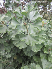 - Ginkgo biloba 'Todd's Dwarf' Male Ginkgo Tree - Mr Maple │ Buy Japanese Maple Trees