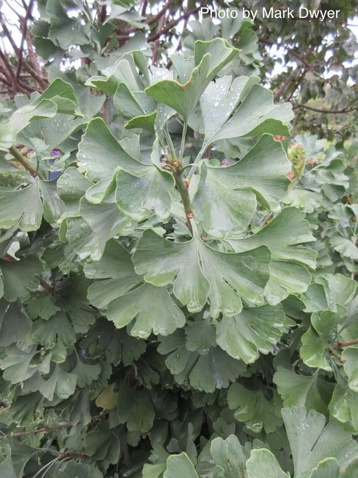 - Ginkgo biloba 'Todd's Dwarf' Male Ginkgo Tree - Mr Maple │ Buy Japanese Maple Trees