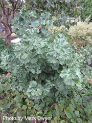 - Ginkgo biloba 'Todd's Dwarf' Male Ginkgo Tree - Mr Maple │ Buy Japanese Maple Trees