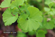 - Ginkgo biloba 'Todd's Dwarf' Male Ginkgo Tree - Mr Maple │ Buy Japanese Maple Trees