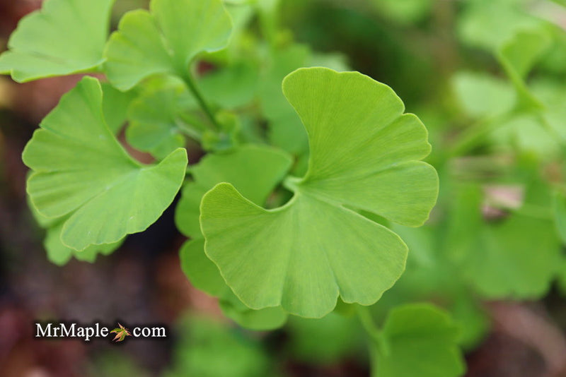 - Ginkgo biloba 'Todd's Dwarf' Male Ginkgo Tree - Mr Maple │ Buy Japanese Maple Trees