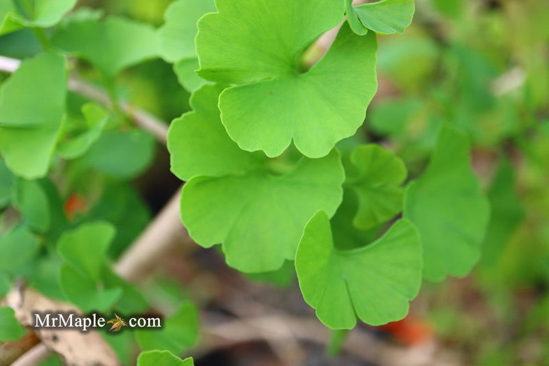 - Ginkgo biloba 'Todd's Dwarf' Male Ginkgo Tree - Mr Maple │ Buy Japanese Maple Trees