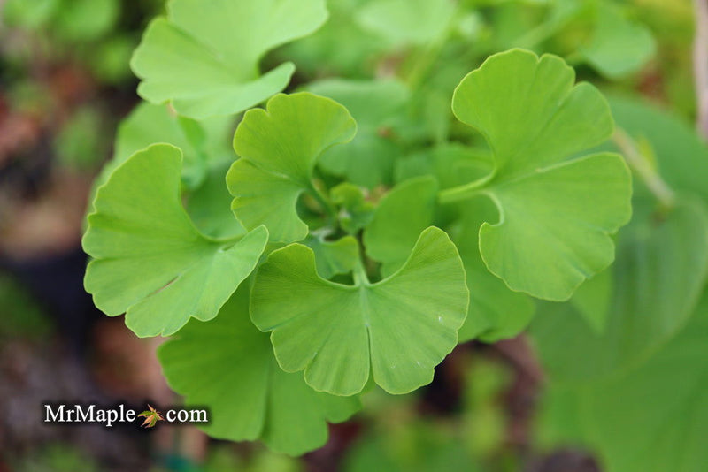 - Ginkgo biloba 'Todd's Dwarf' Male Ginkgo Tree - Mr Maple │ Buy Japanese Maple Trees