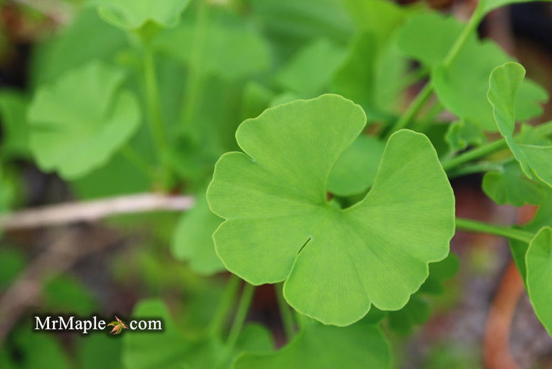 - Ginkgo biloba 'Todd's Dwarf' Male Ginkgo Tree - Mr Maple │ Buy Japanese Maple Trees