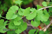 - Ginkgo biloba 'Todd's Dwarf' Male Ginkgo Tree - Mr Maple │ Buy Japanese Maple Trees