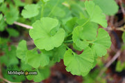 - Ginkgo biloba 'Todd's Dwarf' Male Ginkgo Tree - Mr Maple │ Buy Japanese Maple Trees