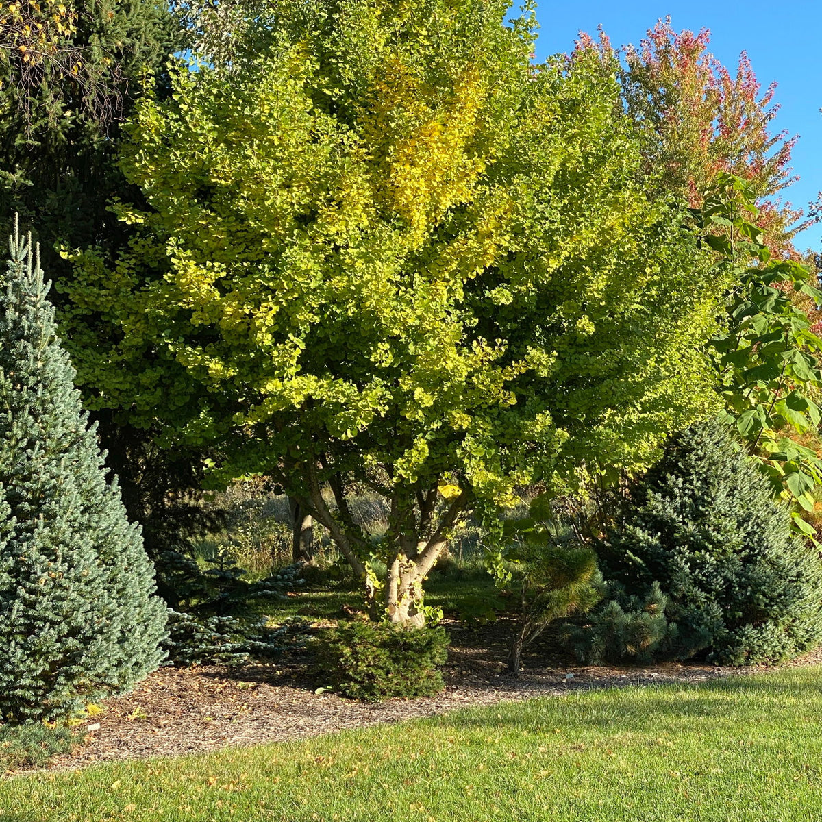 ginkgo plants for sale Buy Ginkgo biloba 'Todd's Single B.' Dwarf Male Ginkgo Tree — Mr Maple │ Buy  Japanese Maple Trees