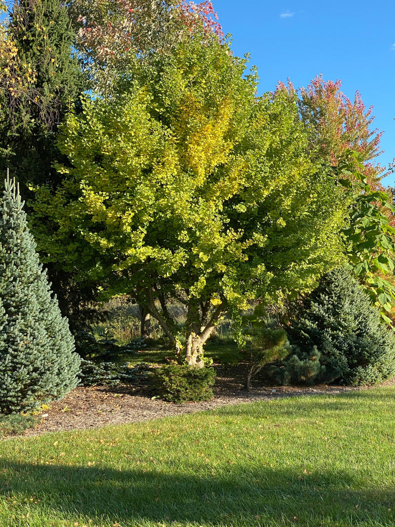 - Ginkgo biloba 'Todd's Single B.' Dwarf Male Ginkgo Tree - Mr Maple │ Buy Japanese Maple Trees