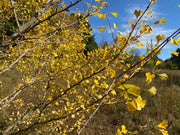 - Ginkgo biloba 'Tony Mahalic Selection' Dwarf Male Ginkgo Tree - Mr Maple │ Buy Japanese Maple Trees