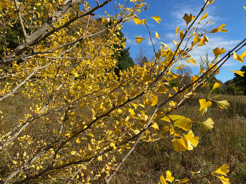 - Ginkgo biloba 'Tony Mahalic Selection' Dwarf Male Ginkgo Tree - Mr Maple │ Buy Japanese Maple Trees