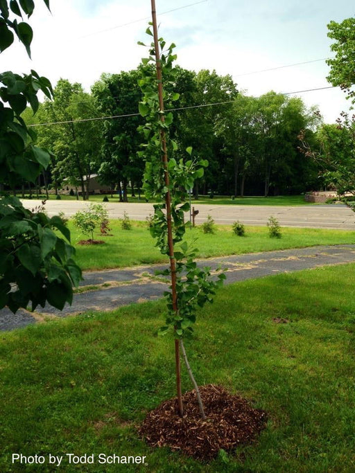 - Ginkgo biloba 'Tremonia' Columnar Female Fruiting Ginkgo Tree - Mr Maple │ Buy Japanese Maple Trees