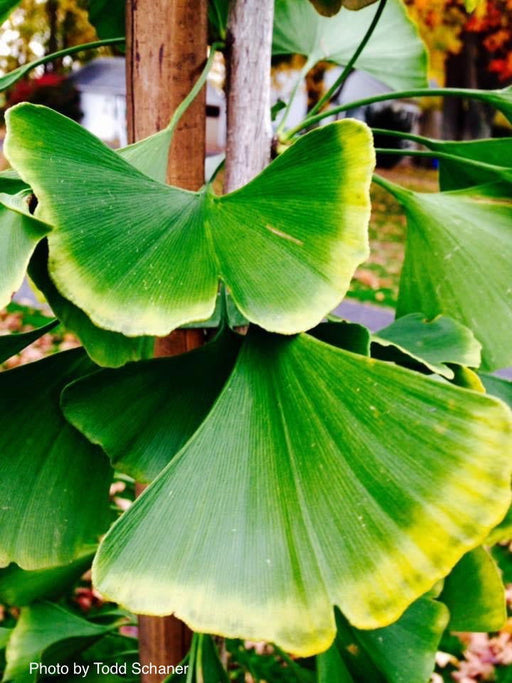 - Ginkgo biloba 'Tremonia' Columnar Female Fruiting Ginkgo Tree - Mr Maple │ Buy Japanese Maple Trees