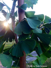 - Ginkgo biloba 'Tremonia' Columnar Female Fruiting Ginkgo Tree - Mr Maple │ Buy Japanese Maple Trees