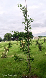 - Ginkgo biloba 'Tremonia' Columnar Female Fruiting Ginkgo Tree - Mr Maple │ Buy Japanese Maple Trees