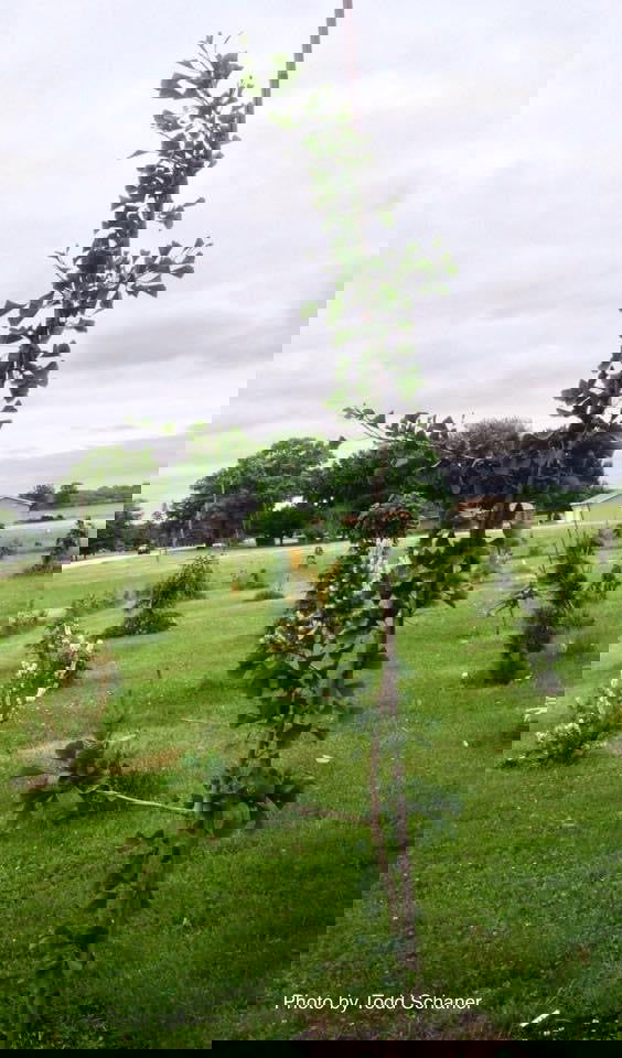 - Ginkgo biloba 'Tremonia' Columnar Female Fruiting Ginkgo Tree - Mr Maple │ Buy Japanese Maple Trees