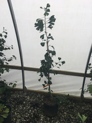 - Ginkgo biloba 'Tremonia' Columnar Female Fruiting Ginkgo Tree - Mr Maple │ Buy Japanese Maple Trees