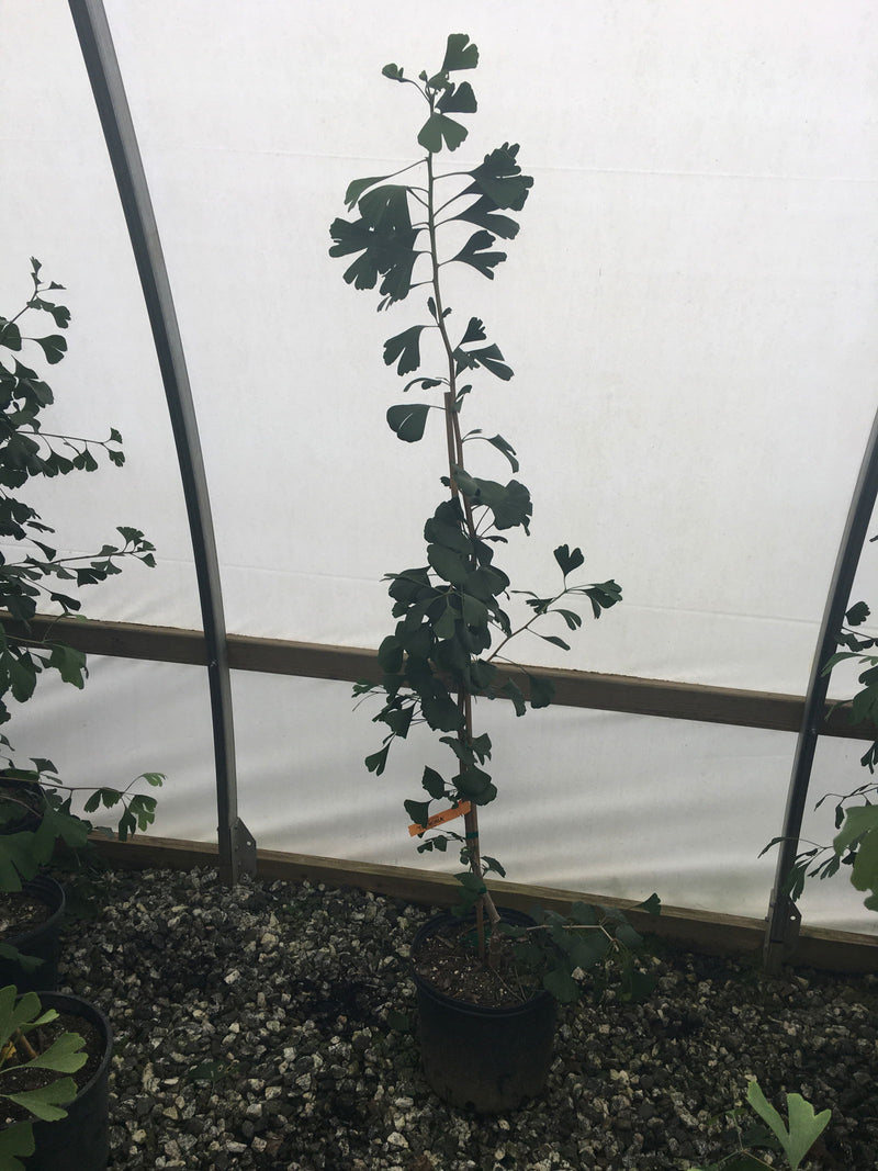 - Ginkgo biloba 'Tremonia' Columnar Female Fruiting Ginkgo Tree - Mr Maple │ Buy Japanese Maple Trees