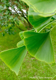- Ginkgo biloba 'Tremonia' Columnar Female Fruiting Ginkgo Tree - Mr Maple │ Buy Japanese Maple Trees