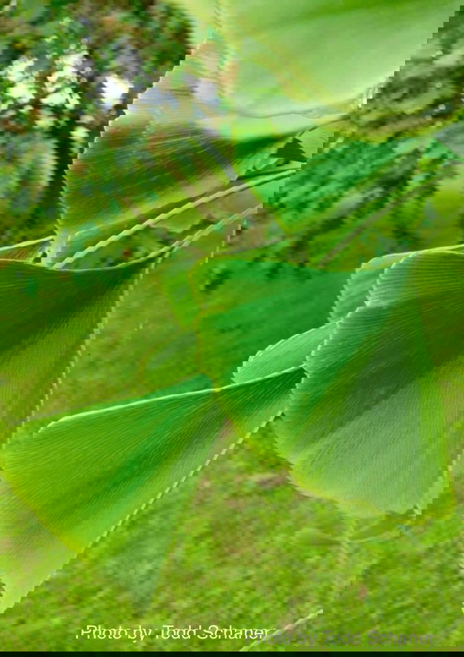 - Ginkgo biloba 'Tremonia' Columnar Female Fruiting Ginkgo Tree - Mr Maple │ Buy Japanese Maple Trees