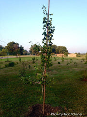 - Ginkgo biloba 'Tremonia' Columnar Female Fruiting Ginkgo Tree - Mr Maple │ Buy Japanese Maple Trees