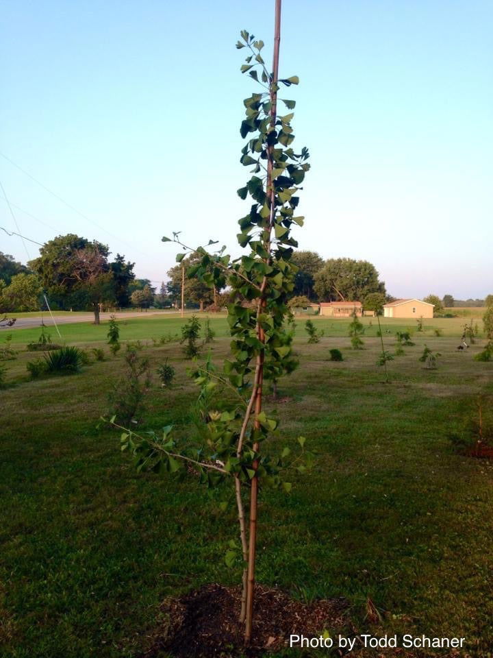 - Ginkgo biloba 'Tremonia' Columnar Female Fruiting Ginkgo Tree - Mr Maple │ Buy Japanese Maple Trees