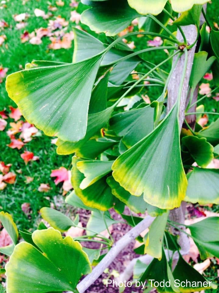 - Ginkgo biloba 'Tremonia' Columnar Female Fruiting Ginkgo Tree - Mr Maple │ Buy Japanese Maple Trees