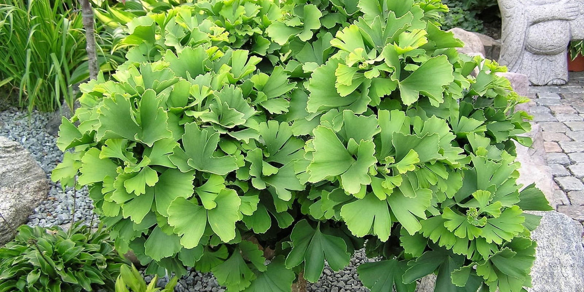 ginkgo biloba troll bonsai Buy Ginkgo biloba 'Troll' Dwarf Ginkgo Tree — Mr Maple Buy Japanese Maple  Trees