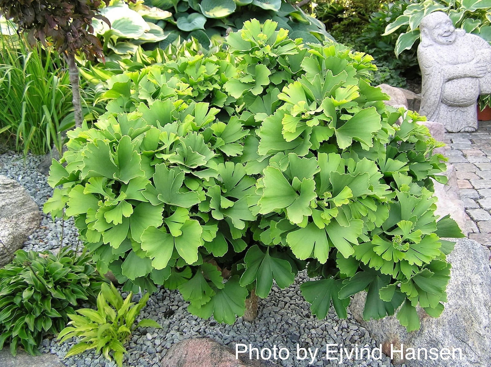 Buy Ginkgo biloba 'Troll' Dwarf Ginkgo Tree — Mr Maple │ Buy Japanese ...