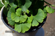 - Ginkgo biloba 'Troll' Dwarf Ginkgo Tree - Mr Maple │ Buy Japanese Maple Trees