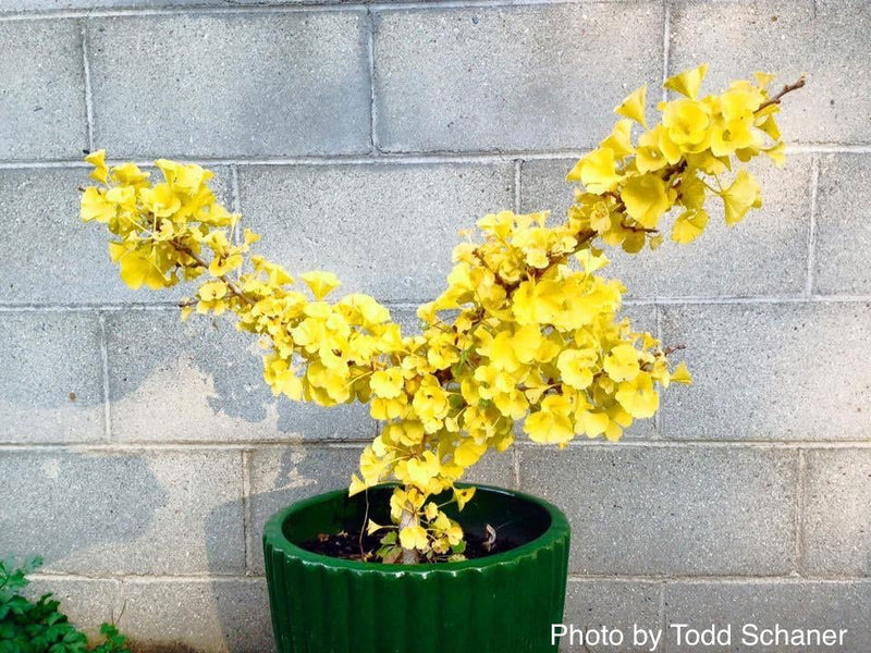 - Ginkgo biloba 'Troll' Dwarf Ginkgo Tree - Mr Maple │ Buy Japanese Maple Trees