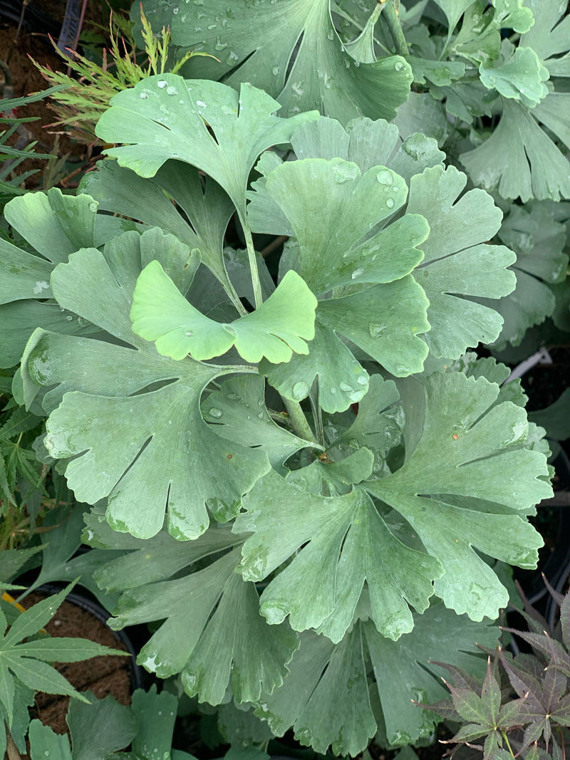 - Ginkgo biloba 'Troll' Dwarf Ginkgo Tree - Mr Maple │ Buy Japanese Maple Trees