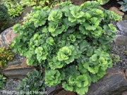 - Ginkgo biloba 'Troll' Dwarf Ginkgo Tree - Mr Maple │ Buy Japanese Maple Trees