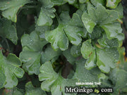 - Ginkgo biloba 'Troll' Dwarf Ginkgo Tree - Mr Maple │ Buy Japanese Maple Trees