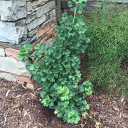 - Ginkgo biloba 'Troll' Dwarf Ginkgo Tree - Mr Maple │ Buy Japanese Maple Trees