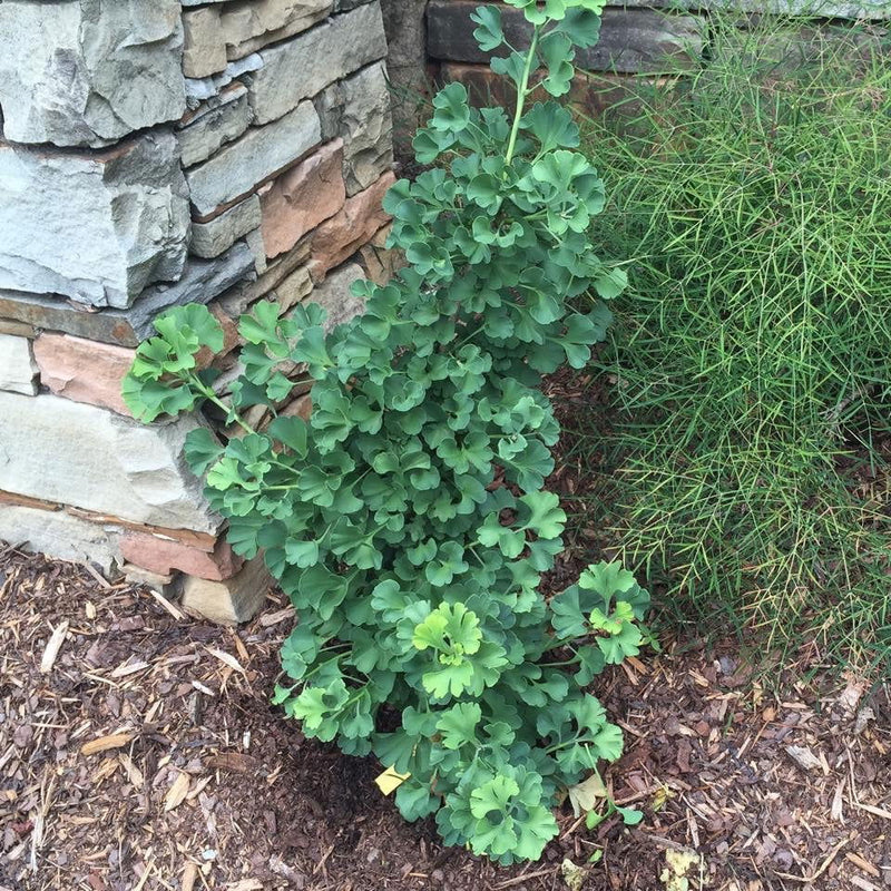 - Ginkgo biloba 'Troll' Dwarf Ginkgo Tree - Mr Maple │ Buy Japanese Maple Trees