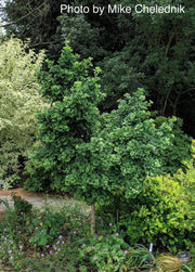 - Ginkgo biloba 'Troll' Dwarf Ginkgo Tree - Mr Maple │ Buy Japanese Maple Trees