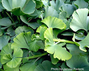 - Ginkgo biloba 'Troll' Dwarf Ginkgo Tree - Mr Maple │ Buy Japanese Maple Trees