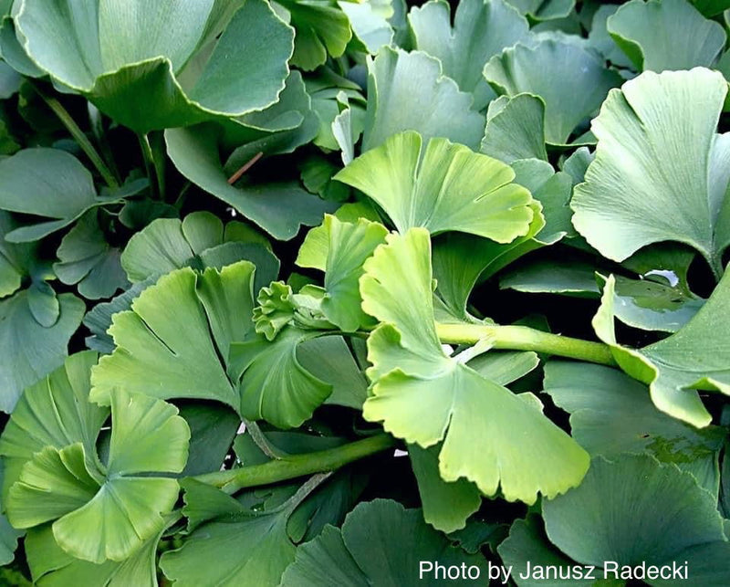 - Ginkgo biloba 'Troll' Dwarf Ginkgo Tree - Mr Maple │ Buy Japanese Maple Trees