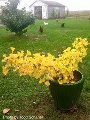 - Ginkgo biloba 'Troll' Dwarf Ginkgo Tree - Mr Maple │ Buy Japanese Maple Trees