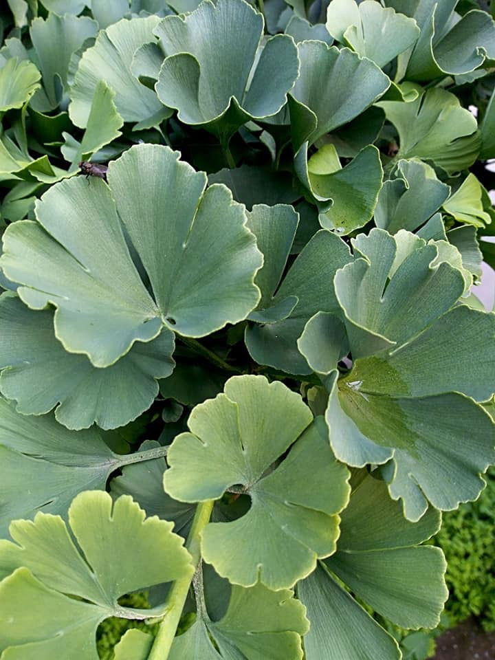 - Ginkgo biloba 'Troll' Dwarf Ginkgo Tree - Mr Maple │ Buy Japanese Maple Trees